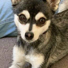 Alaskan Klee Kai from Whitesel Klee Kais