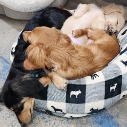 Dachshund Puppies from Davinner's Doxies