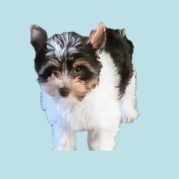 Bubbles - Biewer Terrier
