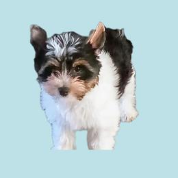 Bubbles - Biewer Terrier