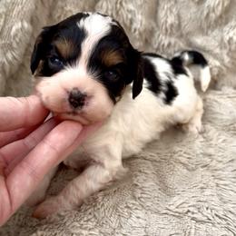 Bella (Teal Collar) - Tri-color female Cavapoo puppy in Redding, California from Lipscomb Doodles