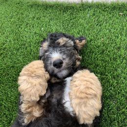 Goldendoodle Puppies from Temecula Creek Doodles