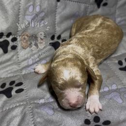 Zinnia - Apricot female Goldendoodle puppy in Sterling, Connecticut from Justine’s Retrievers and Doodles