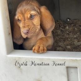 Black girl - Liver and tan female Bloodhound puppy in Conway, Missouri from Ozark Mountain Kennel