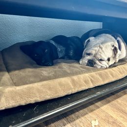 Beagle and Bulldog All Grown Up from Bluebonnet Kennels