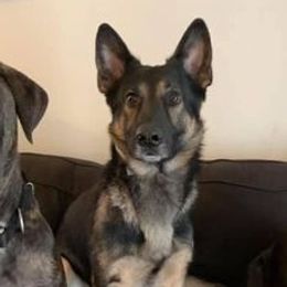 Cane Corso, German Shepherds, and Rottweilers from Tribal K9