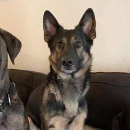 Cane Corso, German Shepherds, and Rottweilers from Tribal K9