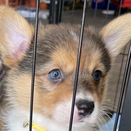 Pembroke Welsh Corgi Puppies from Kilgore’s Puppies of Greers Ferry Lake