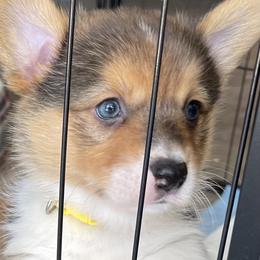 Pembroke Welsh Corgi Puppies from Kilgore’s Puppies of Greers Ferry Lake