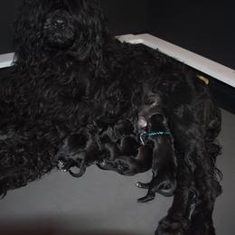 Portuguese Water Dog Puppies from Panion PWDs