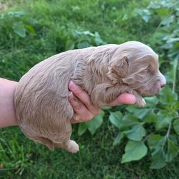 Apricot girl - Yellow and white female Bernedoodle puppy in Graham, Texas from 2 Rose Ranch Doodles