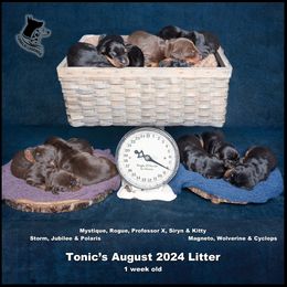 Dalmatian and Doberman Pinscher Puppies from Lorelei Legends