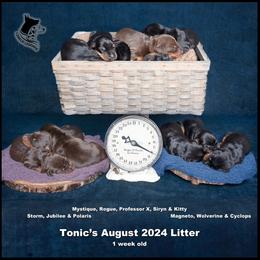 Dalmatian and Doberman Pinscher Puppies from Lorelei Legends