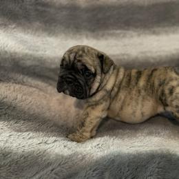 Bulldog Puppies from Semper Fi Bulldogs