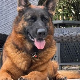 Yas - German Shepherd