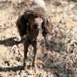 Nixie - Poodle