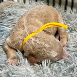 Picnic yellow - Apricot male Goldendoodle puppy in Lakeland, Florida from Poodles Doodles Standard and Mini LLC