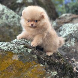 Simon - Chocolate sable male Pomeranian puppy in Stockton, California from Pommiepalace