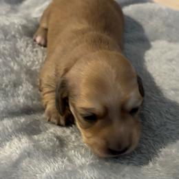 Maverick - Cream male Dachshund puppy in New Smyrna Beach, Florida from J & L Mini D’s