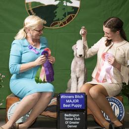 Bedlington Terrier All Grown Up from Blenheim
