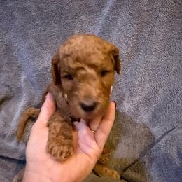 W25 Female Yellow Collar - Red  female Goldendoodle puppy in Cape Coral, Florida from GoldenDoodles Cape Coral