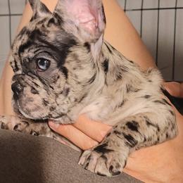 Mookie - Black and white female French Bulldog puppy in Victorville, California from French Bulldog