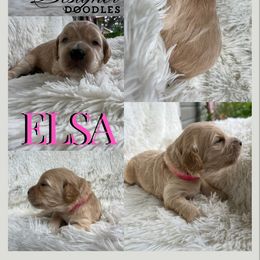 Aussiedoodle, Goldendoodle, and Poodle Puppies from Designer Doodles