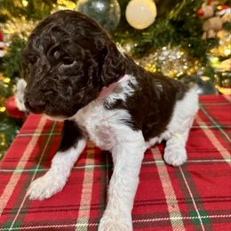 Vixen - Parti female Labradoodle puppy in Candler, North Carolina from Maple Bakin’ Doodles
