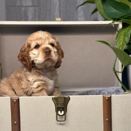 Zion - Buff male Cocker Spaniel puppy in Salt Lake City, Utah from Sego Lily Cockers