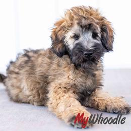 Echo - Wheaten male Whoodle puppy in Utah from My Whoodle