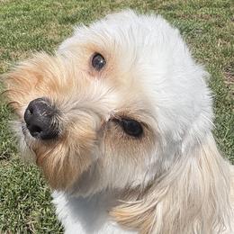 Finn - Morkie