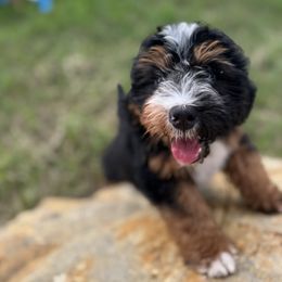 Bernedoodle Puppies from Sweet Pea Bernedoodles