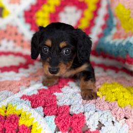 Raney - Black and tan female Dachshund puppy in Fayetteville, Arkansas from Natural State Dachshunds