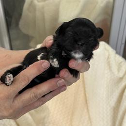 Kelsey - Black female Shih Tzu puppy in Tallahassee, Florida from Bows and Bow Ties