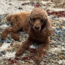 Leah - Red  female Poodle puppy in New Jersey from TK Poodles