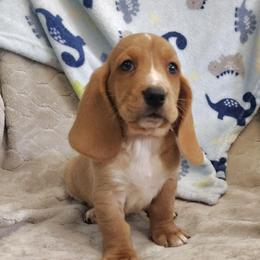 Asher - Tan and white male Basset Hound puppy in Newton Grove, North Carolina from MGA Basset Hound