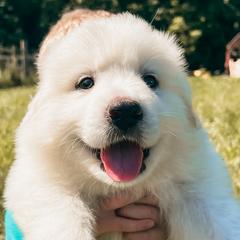 Girl 4 - Great Pyrenees puppy in New Palestine, Indiana from Hitchcock Homestead
