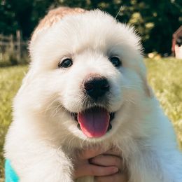 Girl 4 - Great Pyrenees puppy in New Palestine, Indiana from Hitchcock Homestead