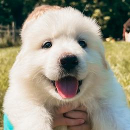 Girl 4 - Great Pyrenees puppy in New Palestine, Indiana from Hitchcock Homestead