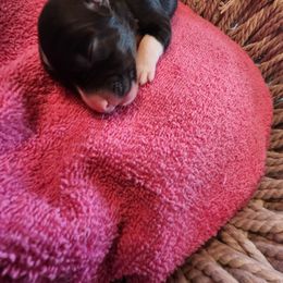 Girl 2 - female Border Collie puppy in New Oxford, Pennsylvania from The Weekend Farm