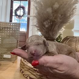 Denver - Apricot male Goldendoodle puppy in Lake Charles, Louisiana from Perfect Fit Poodles & Doodles