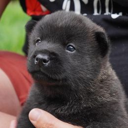 Kai Ken Puppies from Hayaikaze Kai Ken