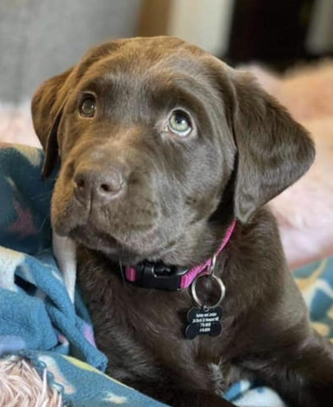 Vacationland Labs LLC in Maine Labrador Retriever and Dilute