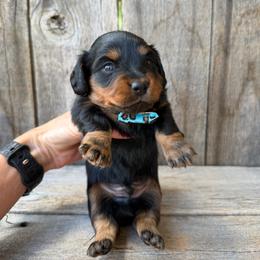 Black and tan Male 2 - Black and tan male Dachshund puppy in South Willard, Utah from Doxies in the Sun