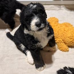 Anakin - Tri-color male Bernedoodle puppy in Springfield, Missouri from Doodle Dandy Bernedoodles