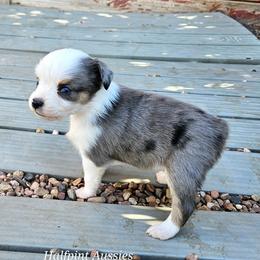 Dixie - Blue merle female Toy Australian Shepherd puppy in Snowflake, Arizona from Halfpint Aussies