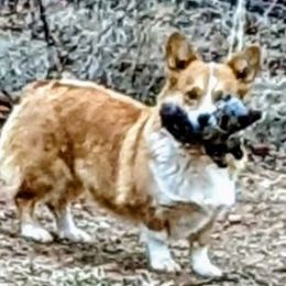 Ellie - American Corgi