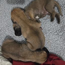 Girl 2 - Fawn female Great Dane puppy in Hickman, Kentucky from Tidal Wave Danes