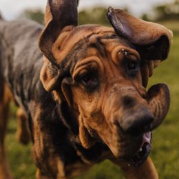 Bloodhounds from Flint Hills Hounds