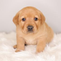Labrador Retriever Puppies from AGL Retrievers